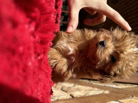 Micro teacup parmak çocuk orijinal maltipoo