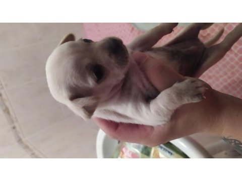 Şvava köpeği yavru
