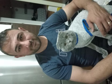 British shorthair acil yeni yuvamız arıyoruz