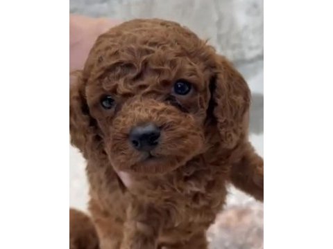 Red brown poodle yavrular