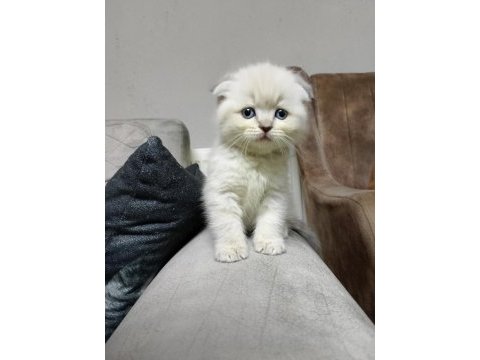 Scottish fold yavrularımız
