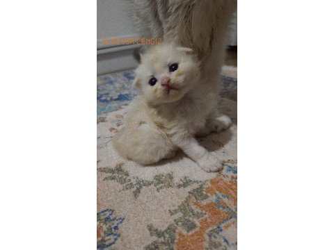 Sarı top kedimiz