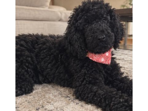 3 aylık dev poodle (royal poodle)