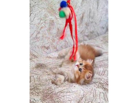 British longhair golden