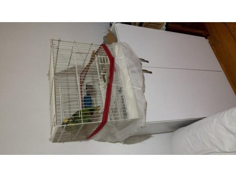 Ele alışık amazonika papağanı