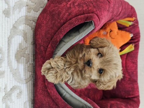 Maltipoo köpeğimiz kızımız