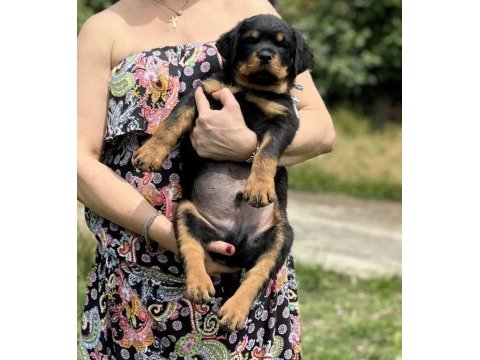 Rottweiler yavrularımız