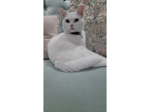 Sevim scottish fold kedimizi sahiplendiriyoruz