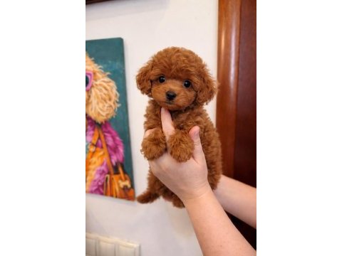Mini boy toy poodle köpekleri