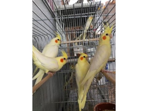 Ev üretimi yavru ve damızlık sultan papağanı