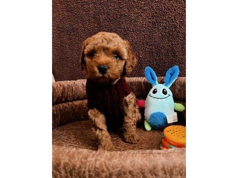 Minnacık toy boy poodle kuzularım ev doğumlu