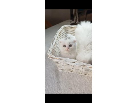 Veteriner kontrollü bebek kedilerimiz