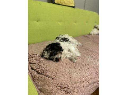 Tombik bambik yeni yuva arayışında dişi 8 aylık shih tzu