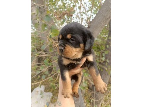 A kalite rottweiler yavrular