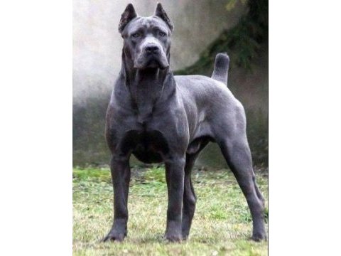Cane corso isteyene efsane yavrular isteğe özel este