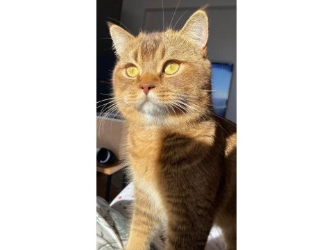 Acil british longhair kedimi çiftleştirmem gerekli