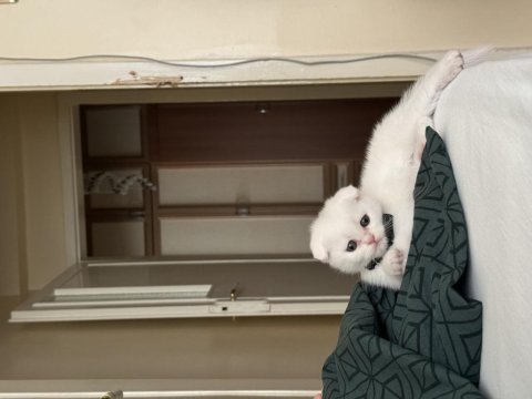 Beyaz scottish fold yavrum