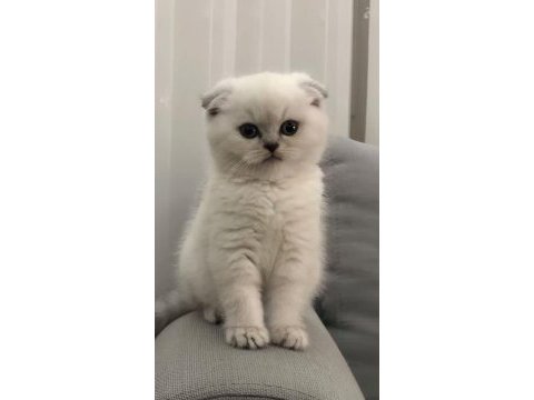 Mükemmel kalitede british shorthair yavrularımız