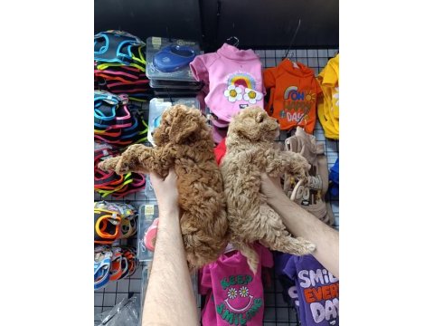 Maltipoo dişi erkek bebekler