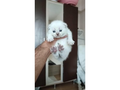 Scottish fold minnaklar