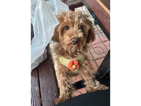 Güzel poodle yavrumuza acil yuva aranıyor uyguna