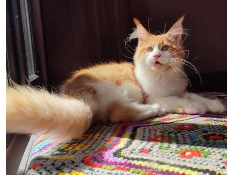 Geleceğin şampiyon adayı safkan şecereli maine coon