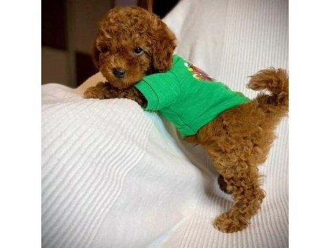 Orijinal toy poodle yavruları