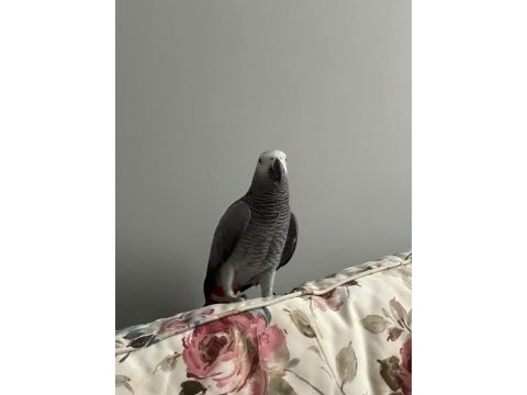 5 yaşında jako papağanımız