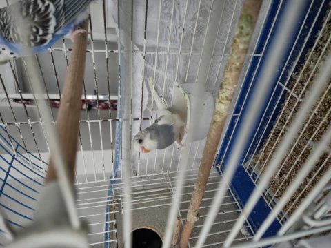 Uysal renk güzeli konuşan muhabbet kuşun yavruları