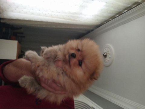 Kendi köpeklerimin pomeranian yavruları