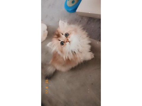 Full şecereli şampiyon ebeveynlere sahip british longhair