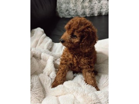 Toy poodle