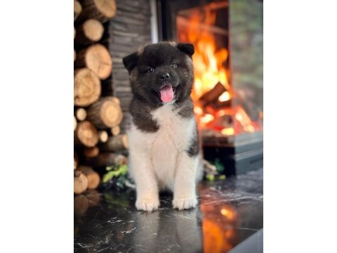 Akita inu yavruları üst kalite