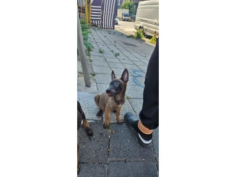 Belçika malinois