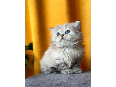 British longhair erkek