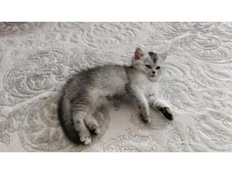 British shorthair silver renk