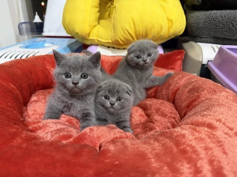 Sevimli scottish fold bebekler