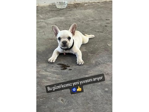 Kuyruksuz french bulldog anatomisi süper
