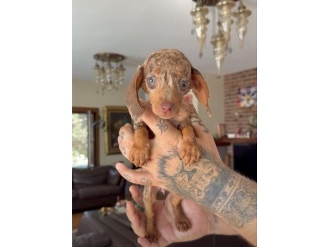 Teacup rabbit nadir chocolate merle dachshund yavru