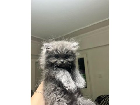 Duygularınızı değiştirecek chinchilla bebişlerim
