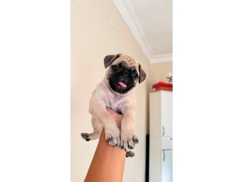 2 aylık yavru pug orijinal erkek