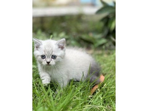 3 adet şecereli british shorthair bebeklerim