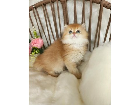 Safkan british longhair çikolata golden erkek güzeli̇