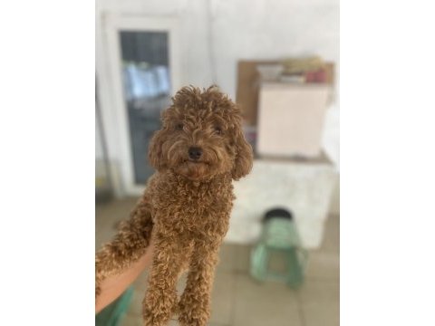 8 ay ve 1,5 yaş dişi toy poodle köpekler