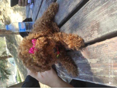 Show güzellikte kore poodle kızım 800 gram