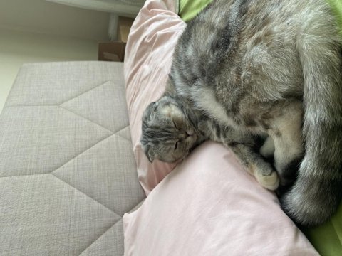 3 yaşında scottish fold