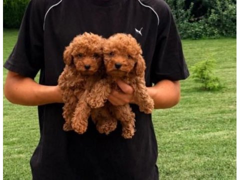 Toy poodle yavrular aile ortamında büyüyen