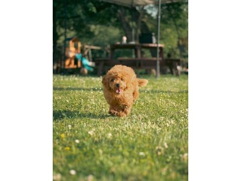Ücretsiz sahiplendirme toy poodle yavruları