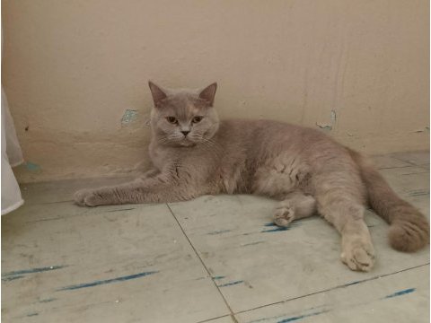 British shorthair dişi erkek çift