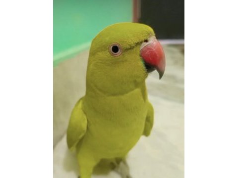 Yavru pakistan papağanım